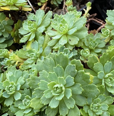 Rhodiola pachyclados